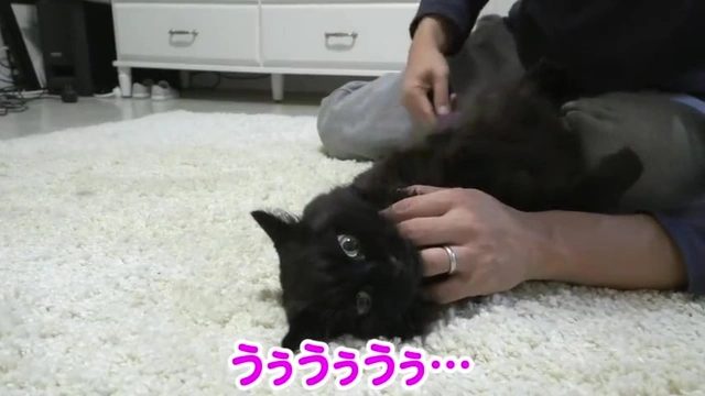 Buzzvideo Story #しゃべる猫 おいおい,1,1,1,6