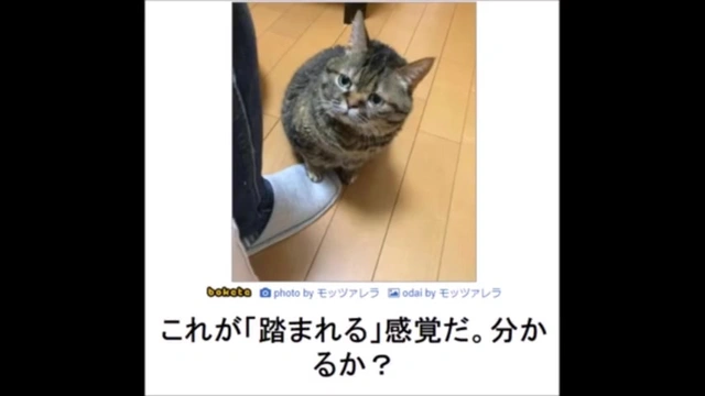 Buzzvideo Story ボブ 面白画像 1 5 0 2 7