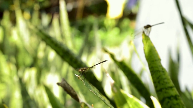 Buzzvideo Story ガキの使い とんぼ 動画