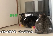 【癒し】爪とぎを占領する猫さん| BuzzVideoバズビデオ