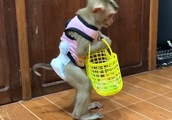 突然居なくなってしまったと思ったら、買い物から戻ってき来た猿が…何でこれを？【動物】| BuzzVideoバズビデオ