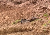 母は崖から落ちて動けなくなった！幼いヌーを置き去りにはできなかった！【感動】| BuzzVideoバズビデオ