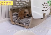 豆柴の子犬が家に来てから、１ヶ月間育ててみると【動物】| BuzzVideoバズビデオ