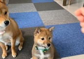 日本一優しい「お手」ができるとお隣さんの柴犬が可愛いすぎると話題に！【癒し】| BuzzVideoバズビデオ