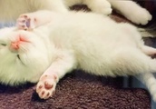 生後７日目の猫の赤ちゃん、どこでも眠り続けるけど…こんな可愛いことになりました| BuzzVideoバズビデオ