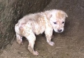 泥まみれの子犬を連れて帰り綺麗にすると・・信じられない事実が判明！目を疑いました…【癒し】| BuzzVideoバズビデオ