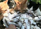 猫が大繁殖している公園に、大量の魚を持って会いに行った結果！この展開はすごい…| BuzzVideoバズビデオ