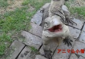 庭で飼っているオオトカゲは名前を呼ぶと、犬と同じで喜んで向かってくる！【動物】| BuzzVideoバズビデオ