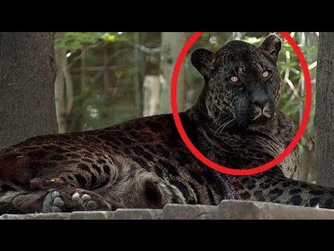 閲覧注意 衝撃 実在する 最強 ハイブリッド肉食獣 動物たちの驚くべき写真 合成無し 異種間での異種混血