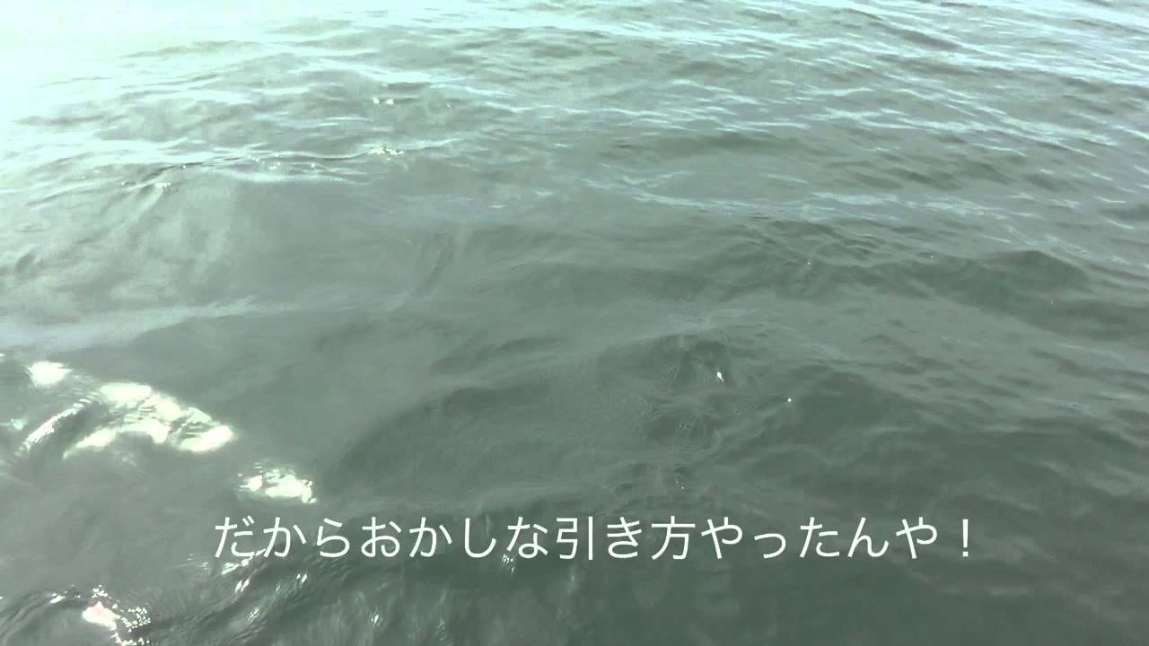 琵琶湖の巨大魚