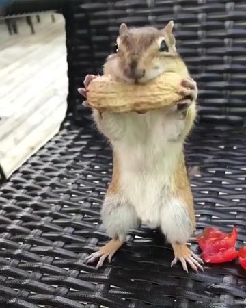 食いしん坊万歳 リスに落花生をあげてみたらｗｗｗ 爆食王