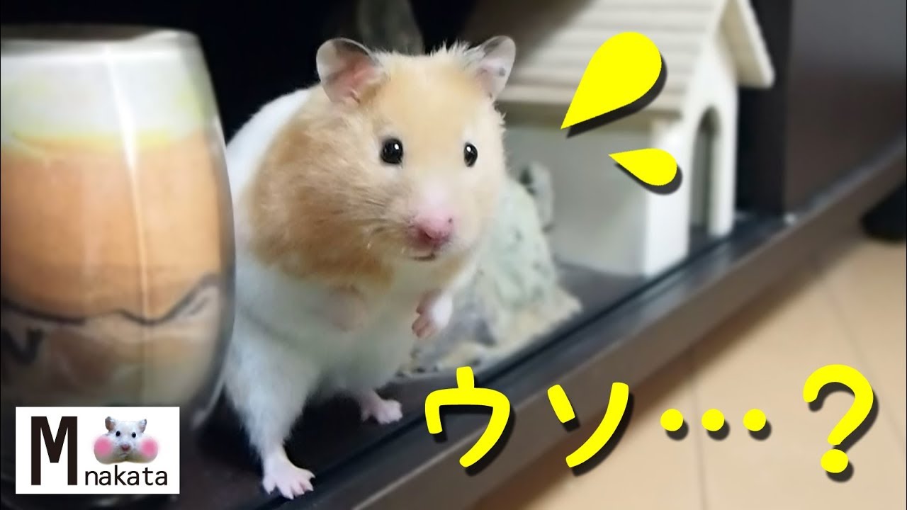 ハムスター 見たことある 騙されたハムスターのあほかわいい後ずさり おもしろ可愛い癒しthe Deceived Hamster S Too Cute Stepped Backwards