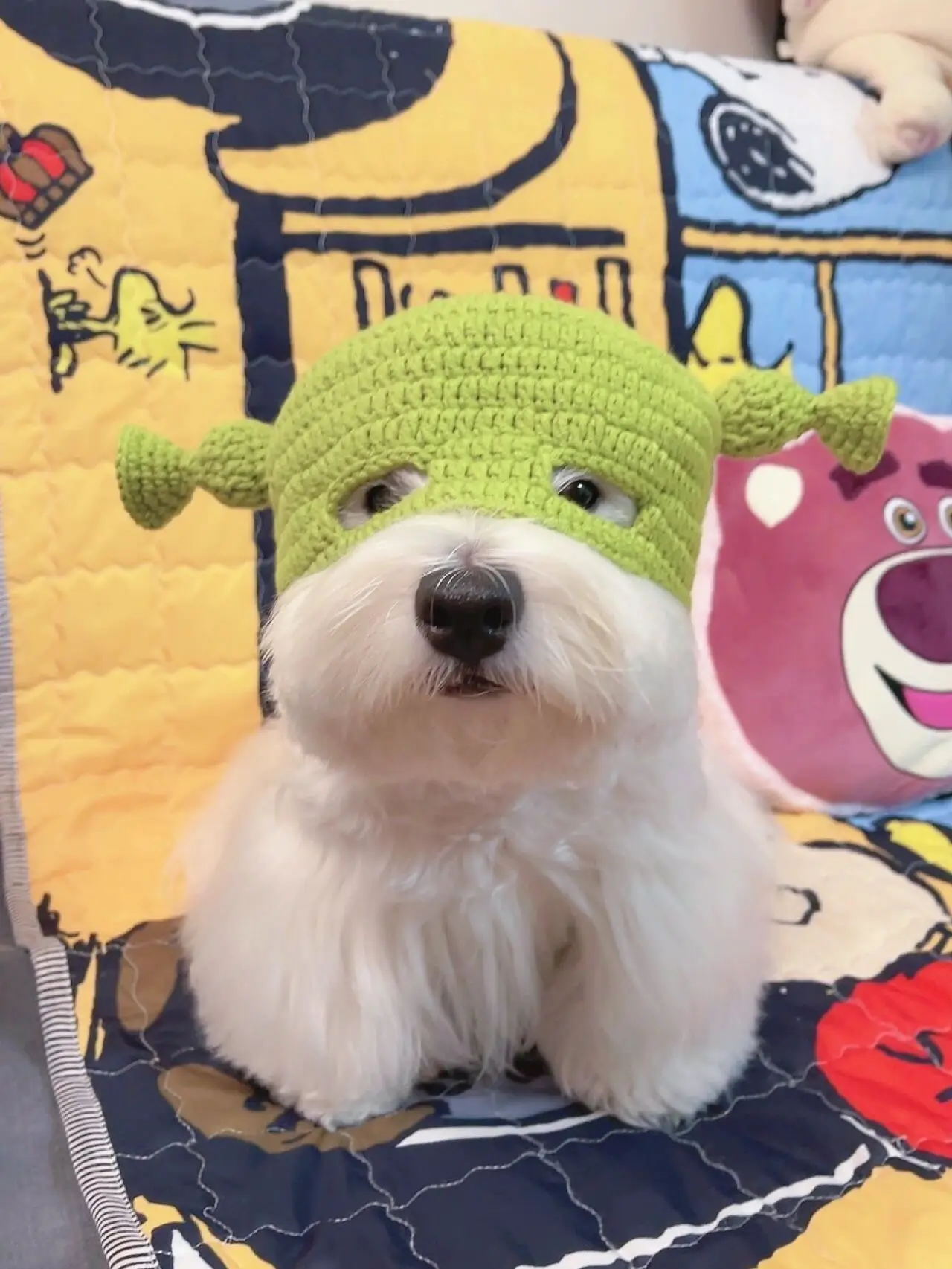 Shrek Dogs My Shrek Dog 💚💚's images(2)