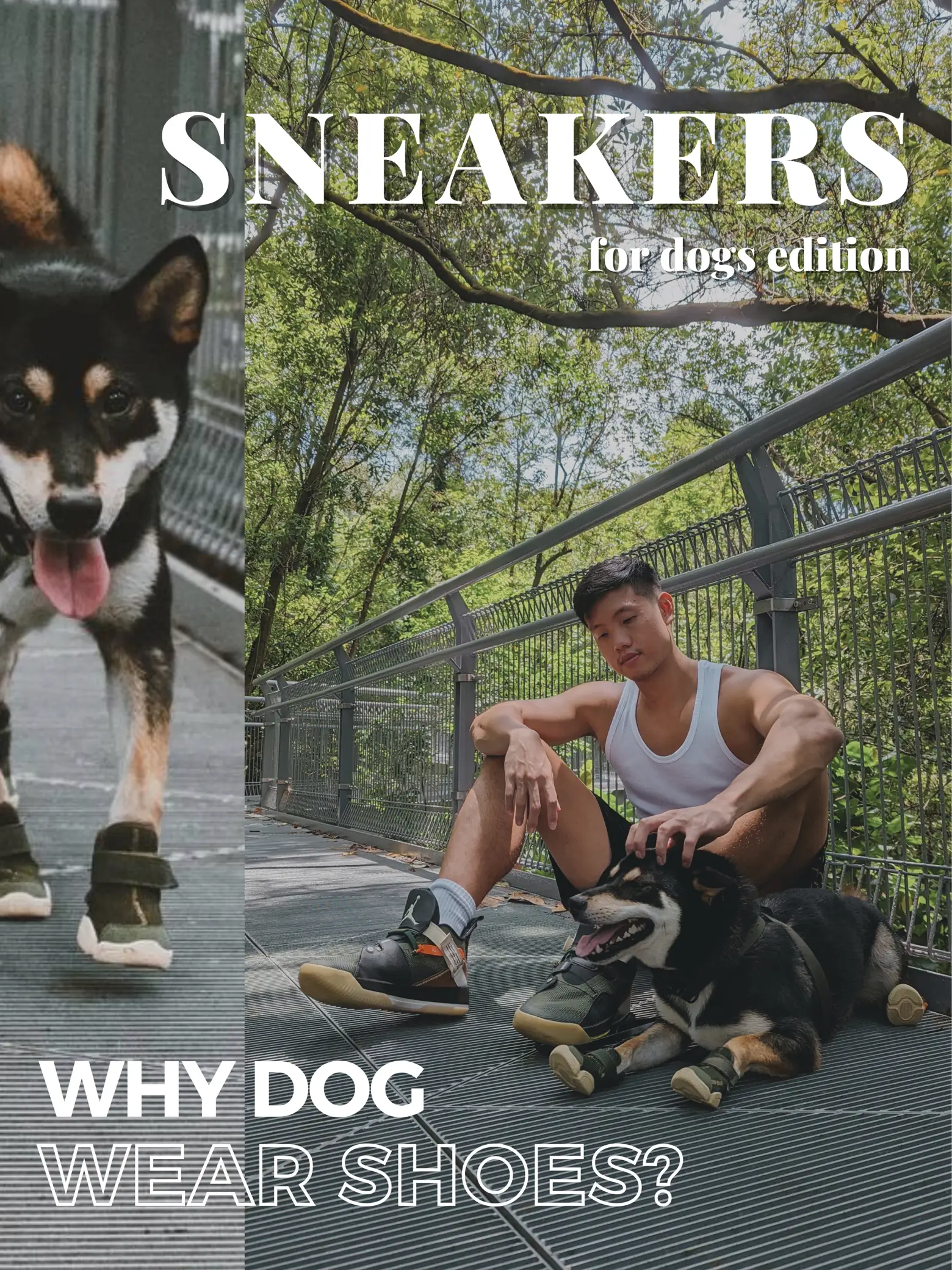 Is It Safe For Dogs To Wear Shoes