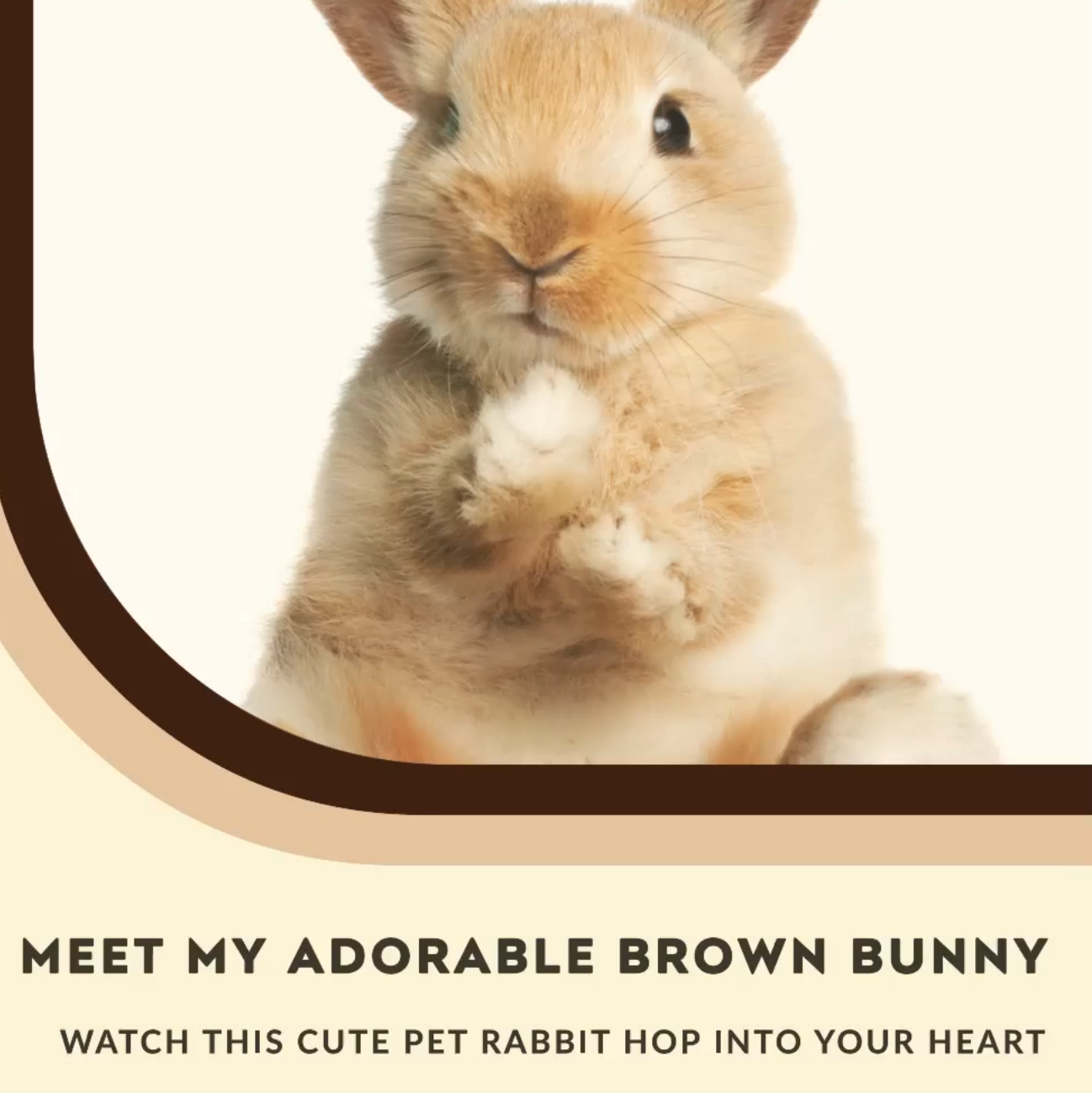 My Cute Brown Pet Bunny