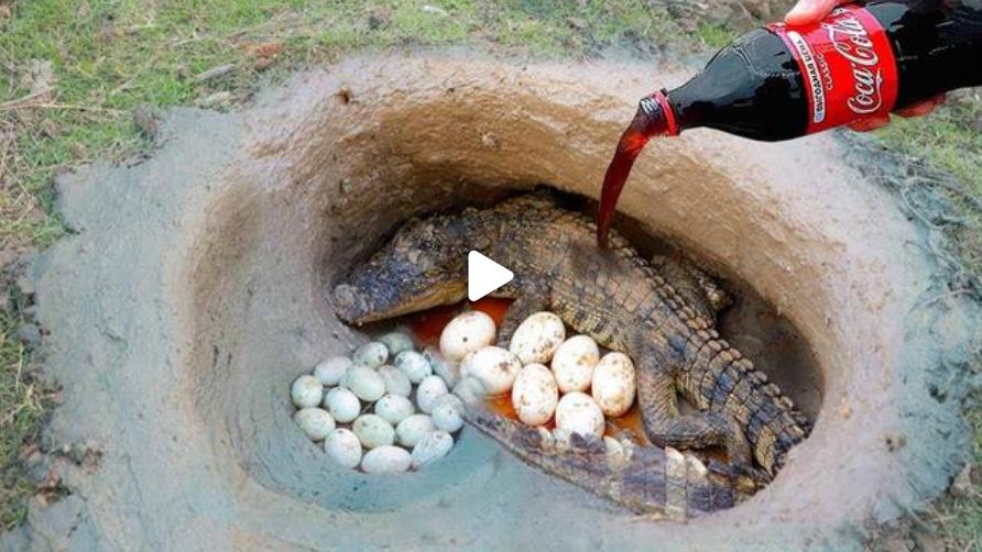 ワニの巣にメントスコーラをした結果がこちらw 実験