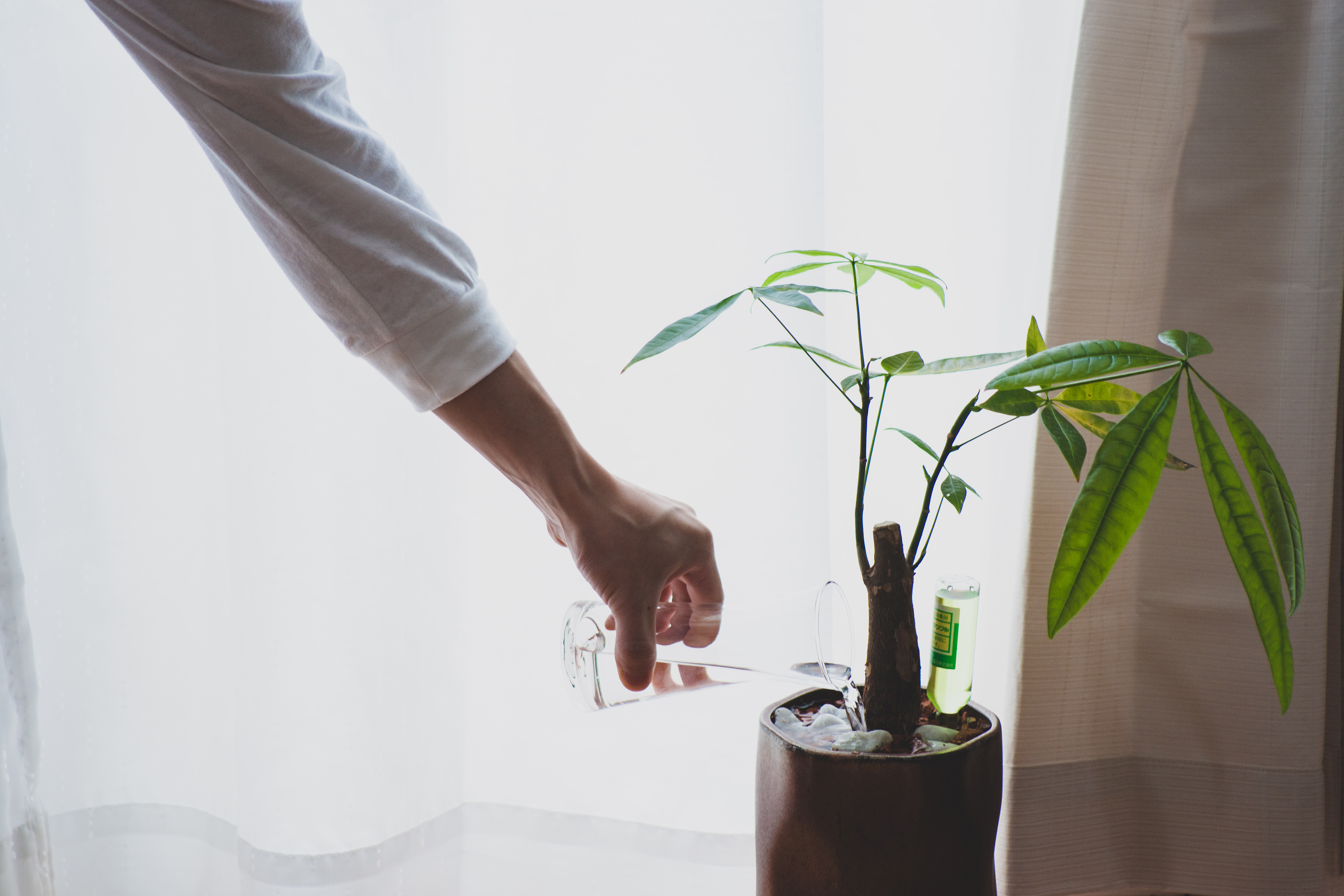 インテリア性抜群の観葉植物 パキラ が初心者にもおすすめな理由 Yuui Taniguchiが投稿した記事 Lemon8