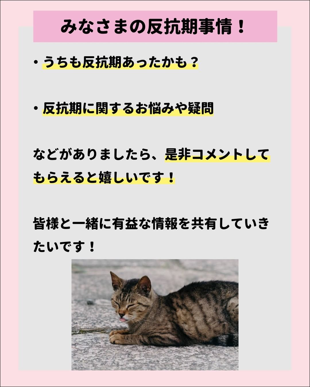 猫の反抗期徹底解説 ねこにも 愛猫情報発信中が投稿したフォトブック Lemon8