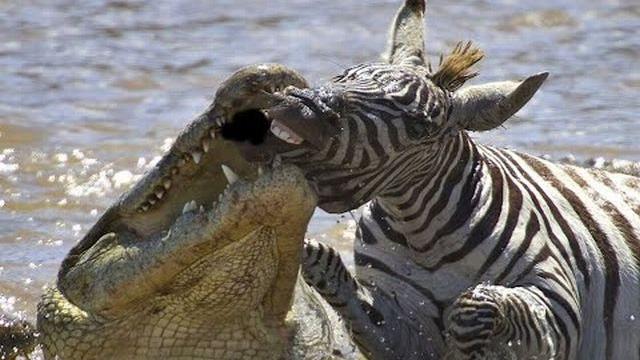 シマウマの顔面に噛みついたワニがグルグルッとデスロール 顔の皮膚がはがれ骨がむき出しに