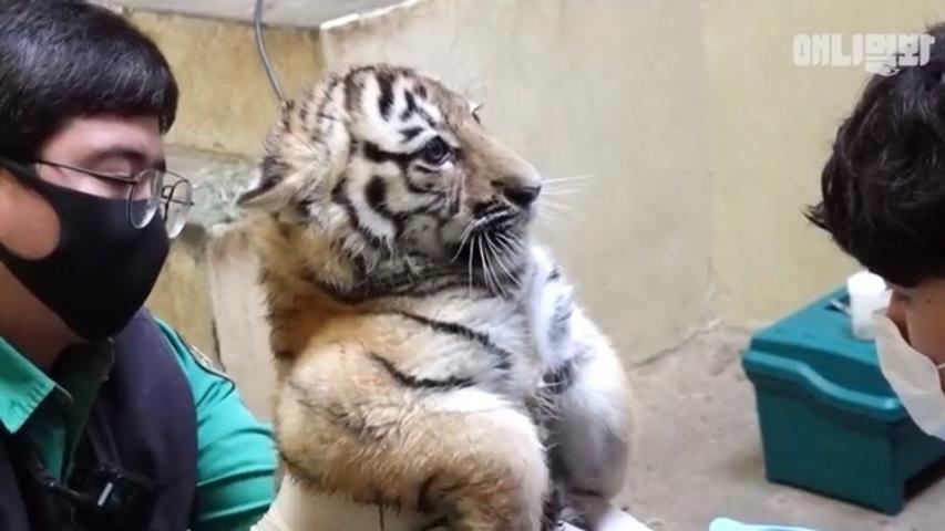 ワクチンを打たれるのを怖がるトラの赤ちゃん この後ビビりまくってとんでもない事態に 動物