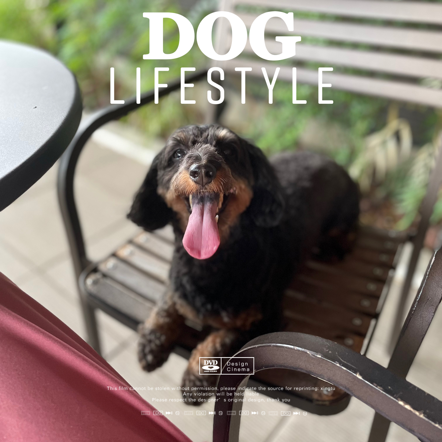 ミックス犬 ダップーの独特な可愛らしさ わんこなしでは生きられませぬ Romi Beautyが投稿したフォトブック Lemon8