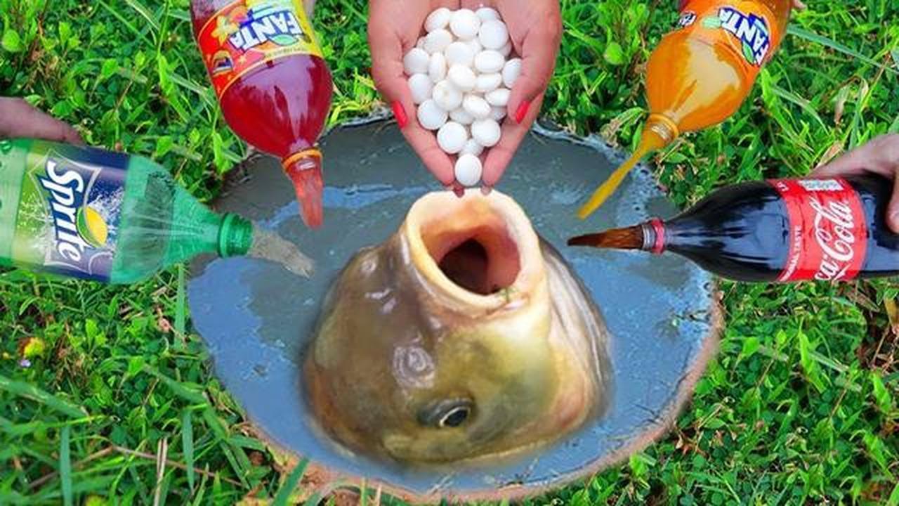 魚にメントスコーラをやってみると 実験