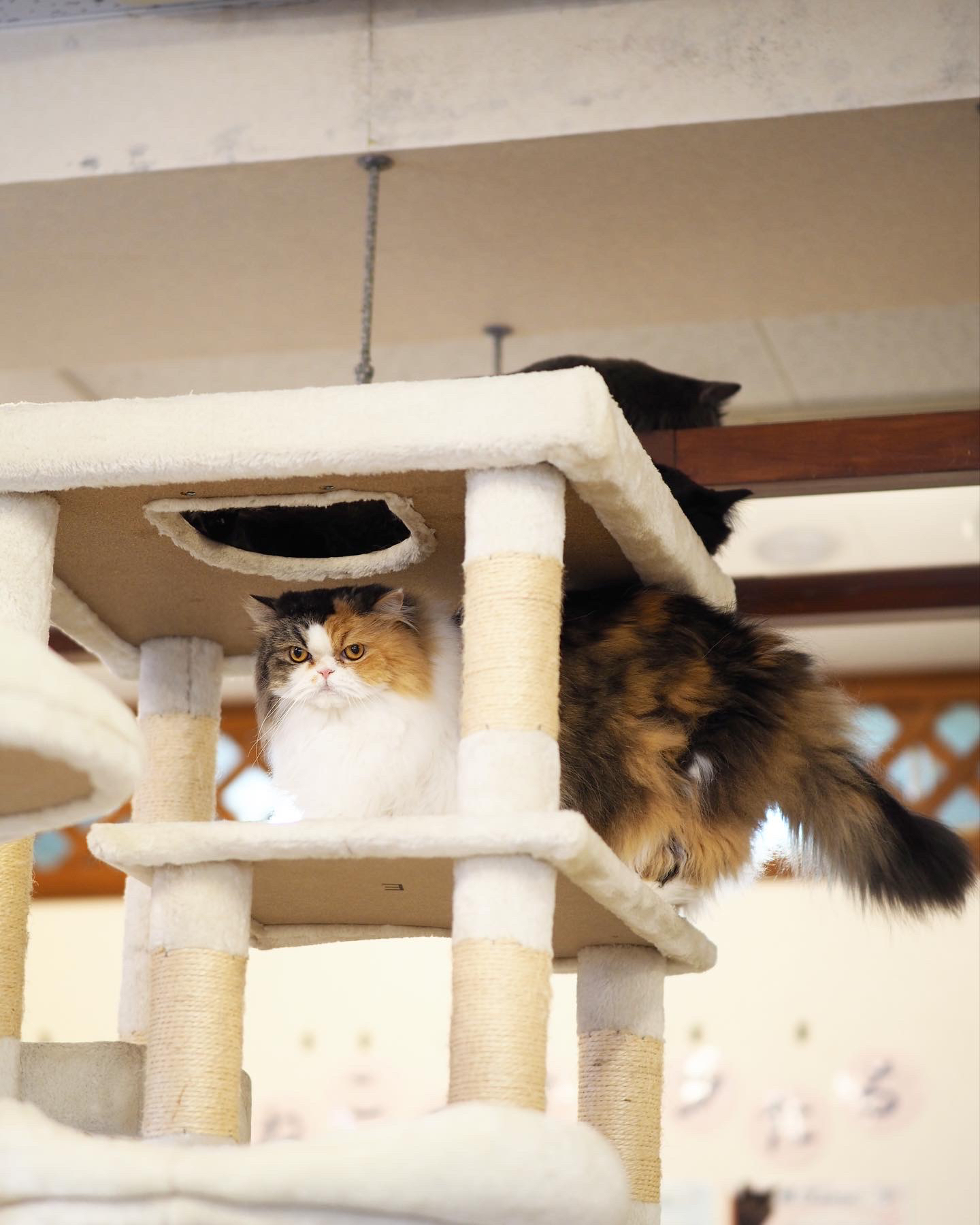 神戸 元町 Cat Cafe Nyanny 癒しの猫カフェ Meg Sweethoneyが投稿したフォトブック Lemon8