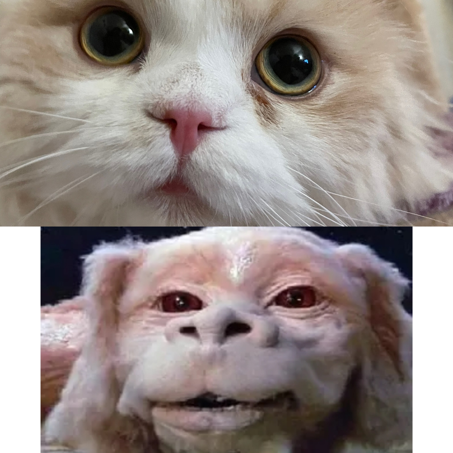 この子を飼い始めてからネバーエンディングストーリーの犬みたい テミナが投稿したフォトブック Lemon8