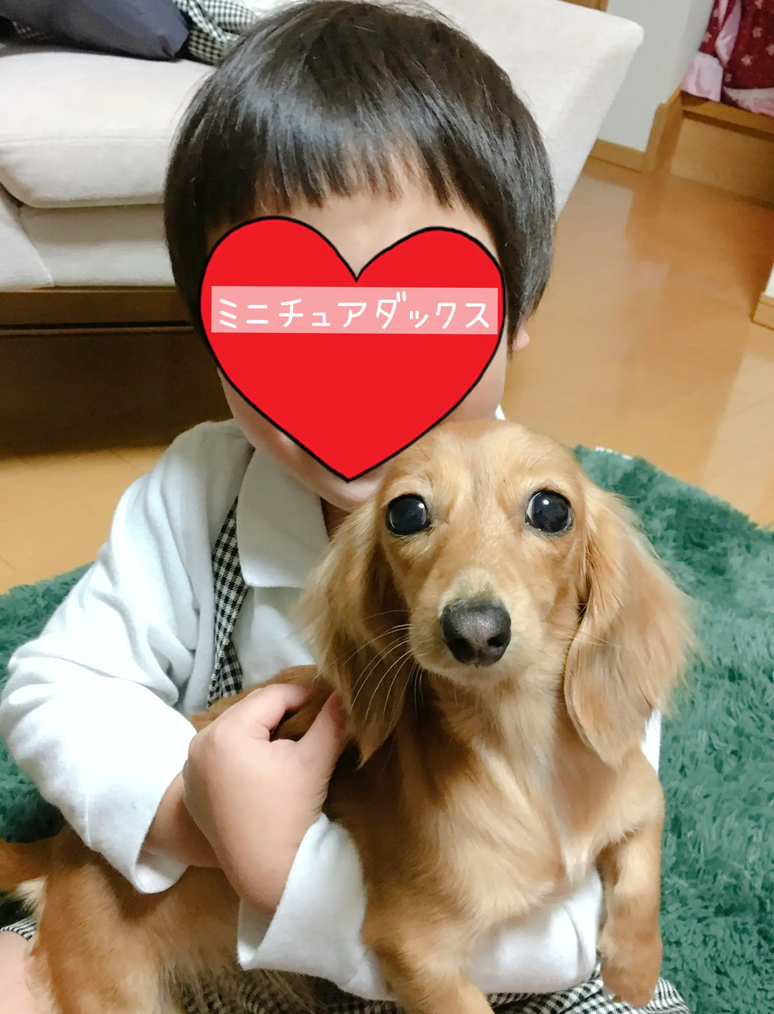 可愛い愛犬 ミニチュアダックスフント チーズトマトが投稿したフォトブック Lemon8