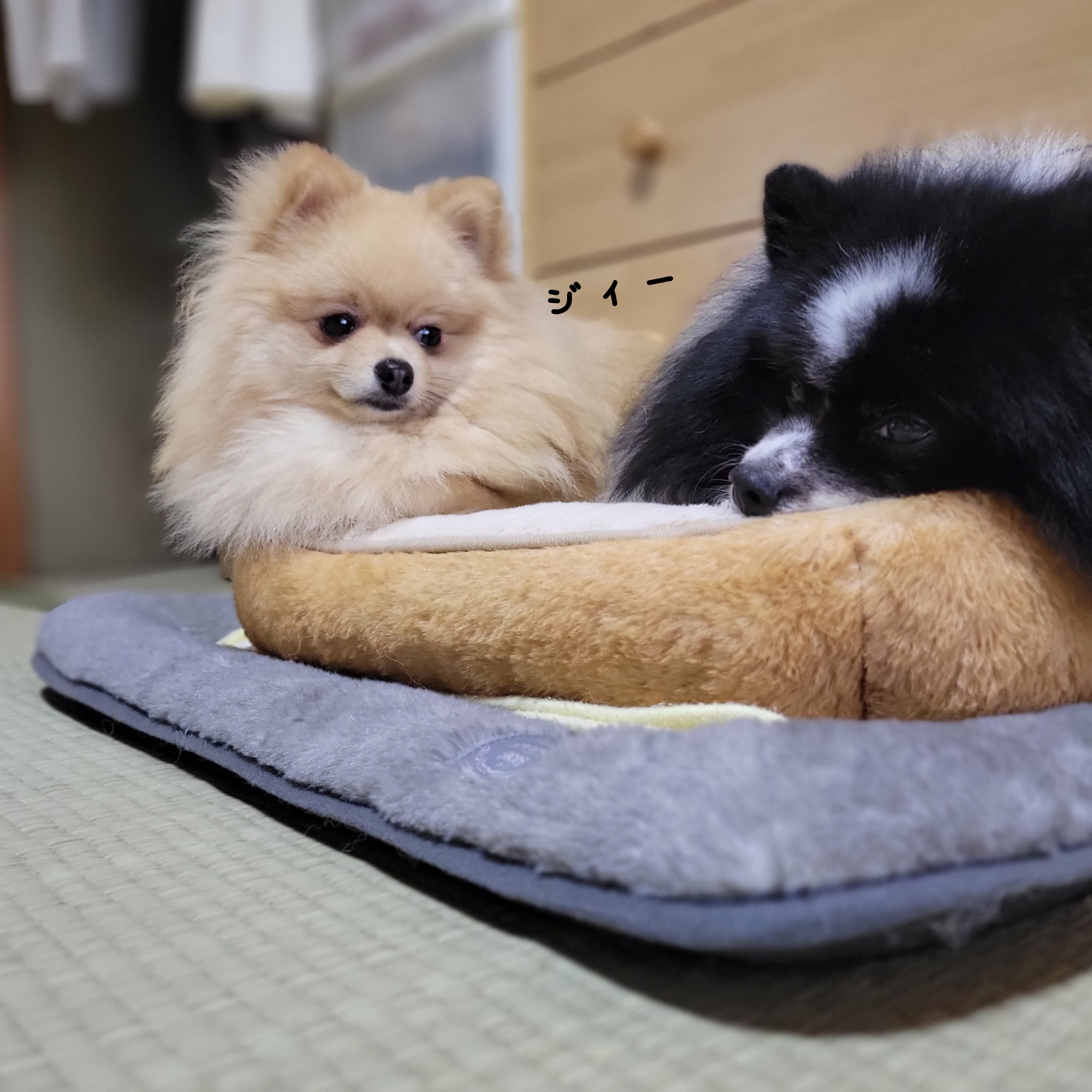 兄ちゃんうるさいでち N 2636が投稿したフォトブック Lemon8