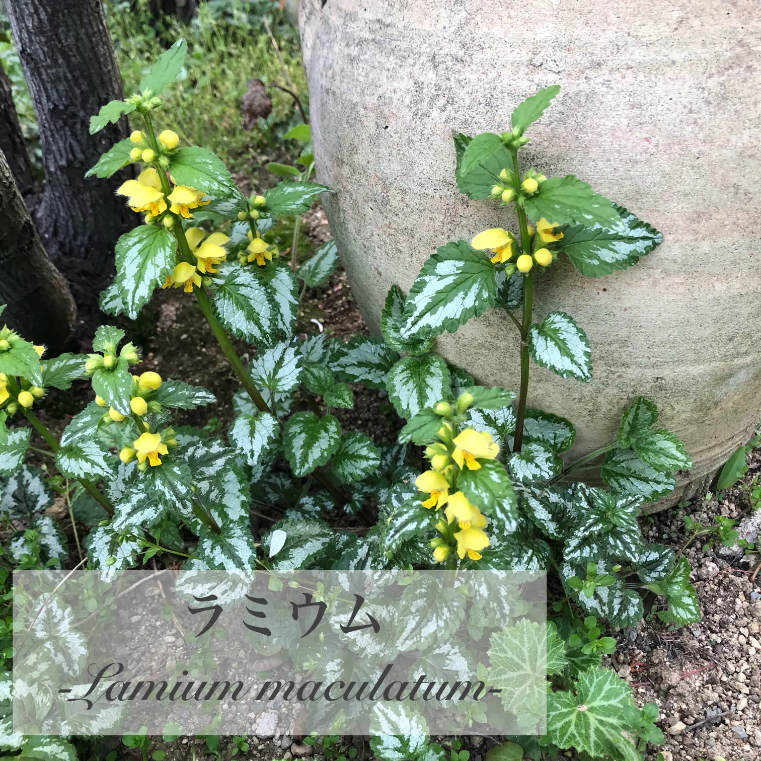 ラミウム 常緑の手間いらずのグランドカバー M Gardenが投稿したフォトブック Lemon8