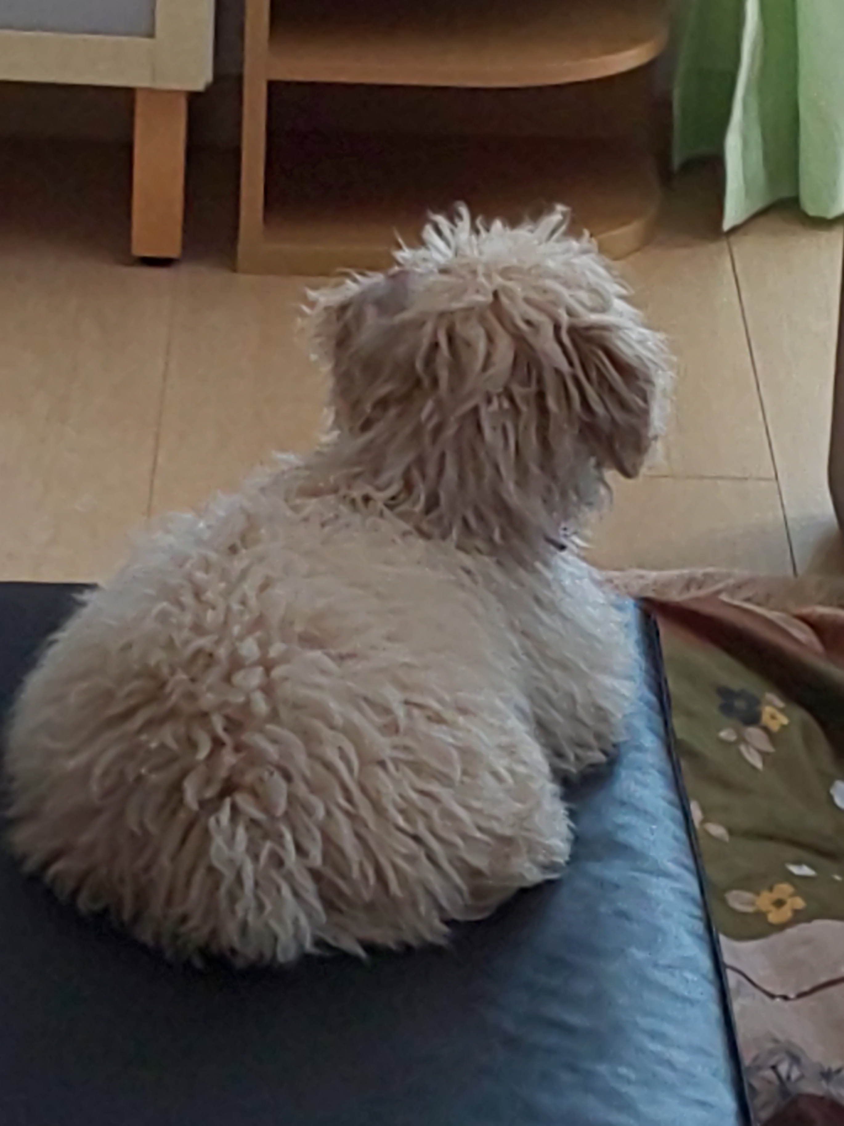 モップみたいなチーズくん 片さんが投稿したフォトブック Lemon8