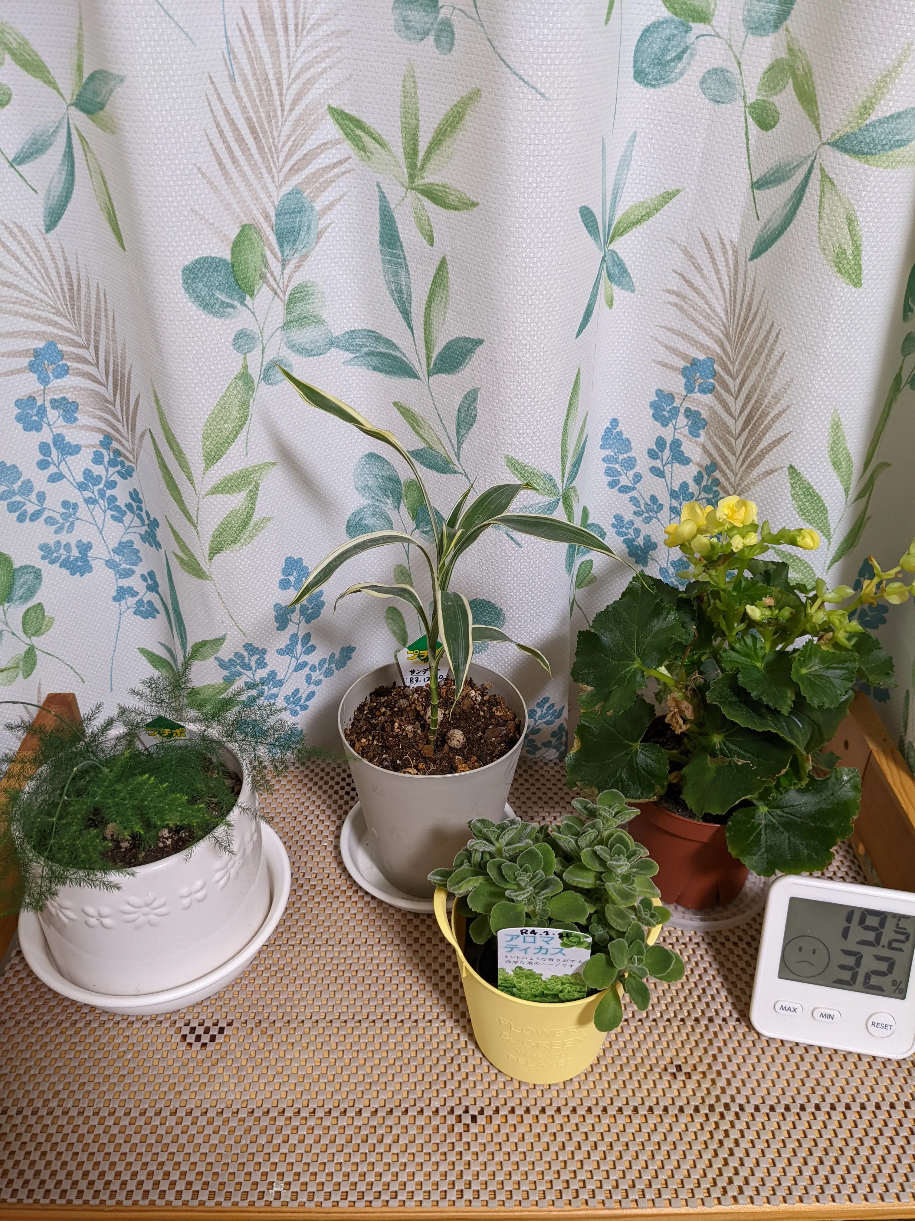 うちの子 観葉植物 たち Miyukiฅ W ฅ が投稿したフォトブック Lemon8