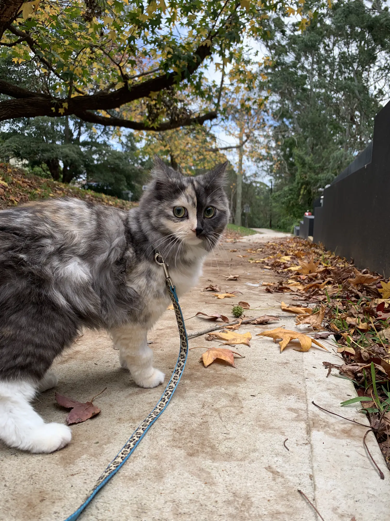 自然の中を冒険 愛猫とお散歩する方法 ぱるのえ 北海道で暮らす犬と猫が投稿したフォトブック Lemon8