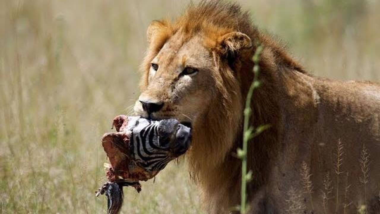 獲物を見つけたら逃がさない極悪すぎるライオンの狩りが迫力がやばすぎる