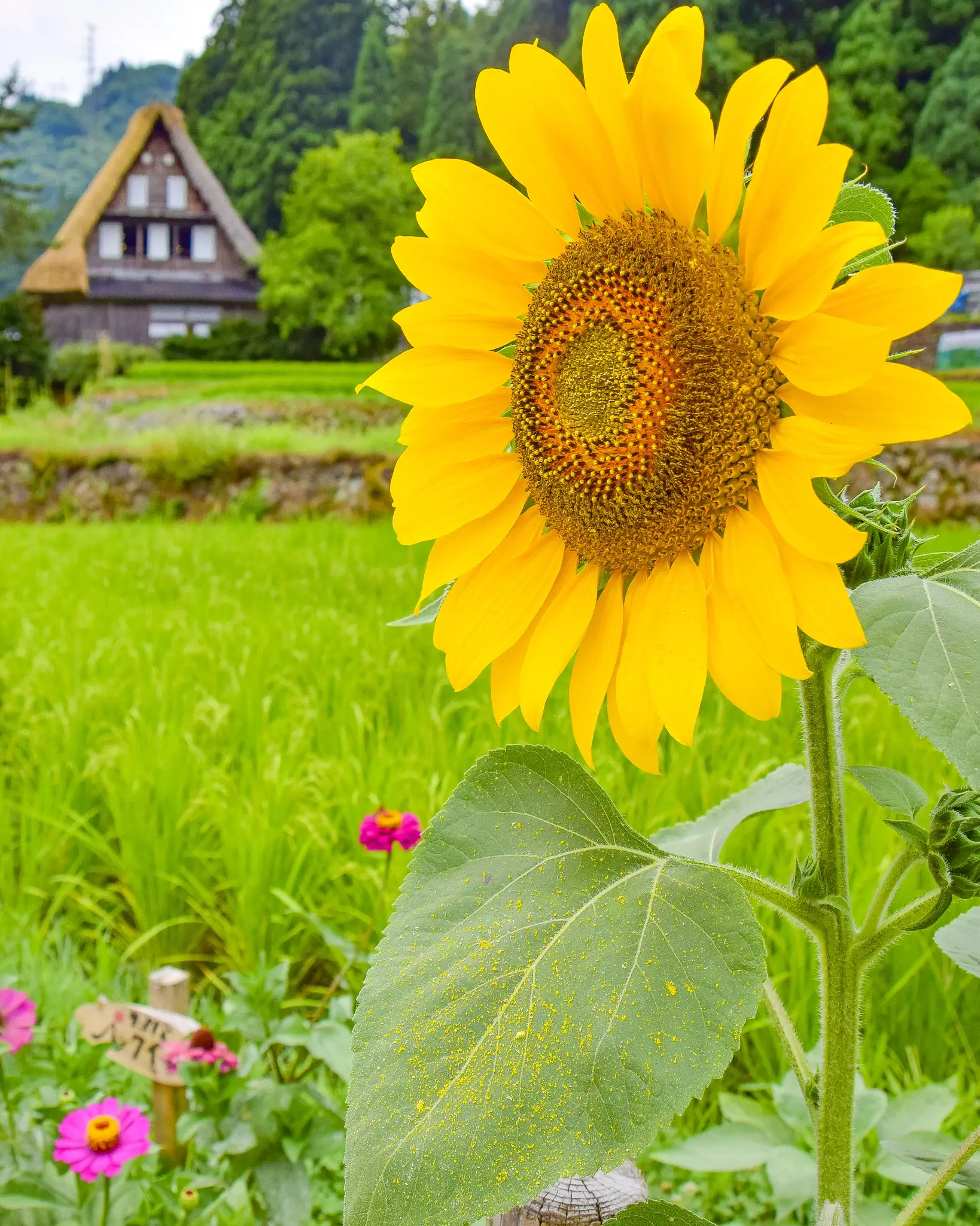 富山県南砺市 夏の五箇山 相倉合掌造り集落 Jptravelerspicが投稿したフォトブック Lemon8