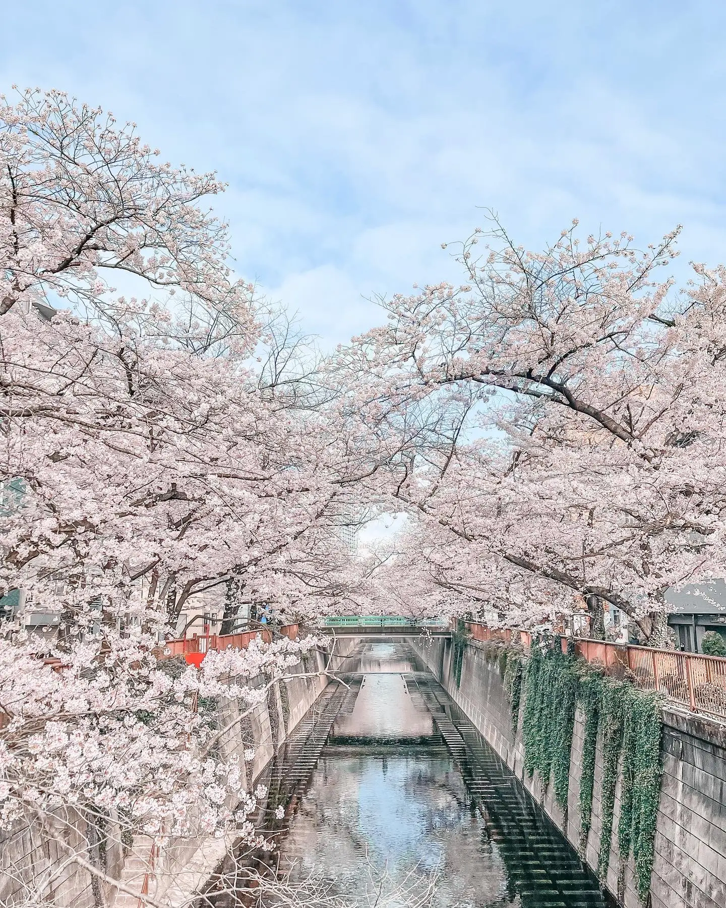 【桜スポット】目黒川で撮影するならこの橋がいい！の画像 (3枚目)