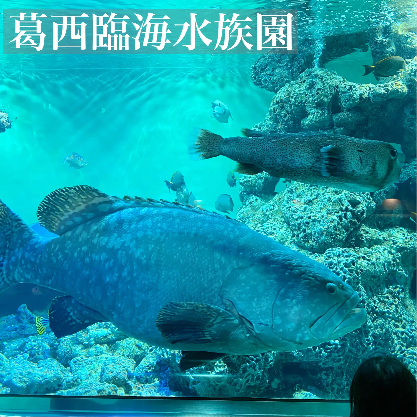 葛西臨海公園水族館 Lemon8