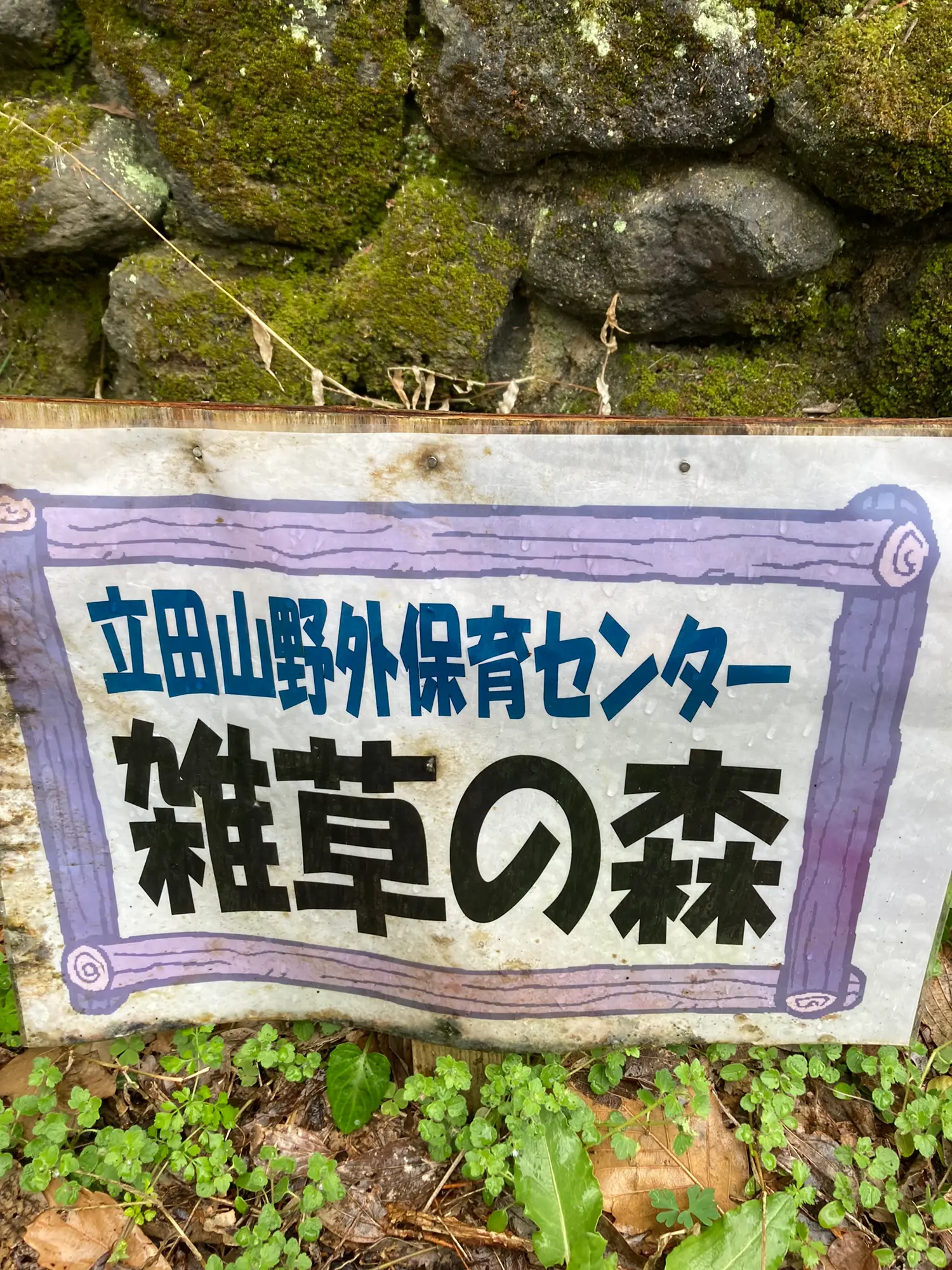 ｒ４ ３ ２３ 熊本市北区 雑草の森 春の野の花 冷たい雨の中 ダイコンバナと 浜ちゃんが投稿したフォトブック Lemon8