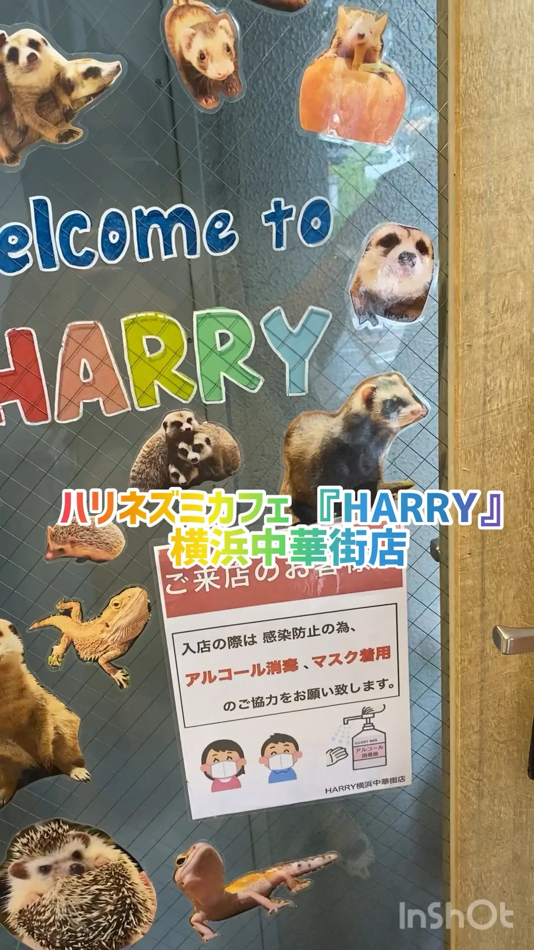 ハリネズミカフェ Harry 横浜中華街店 Eminanaが投稿した記事 Lemon8