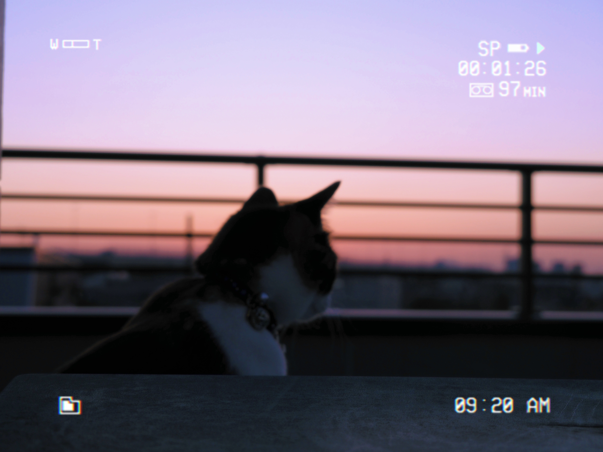 夕焼けニャンコ にゃんママ29 が投稿したフォトブック Lemon8