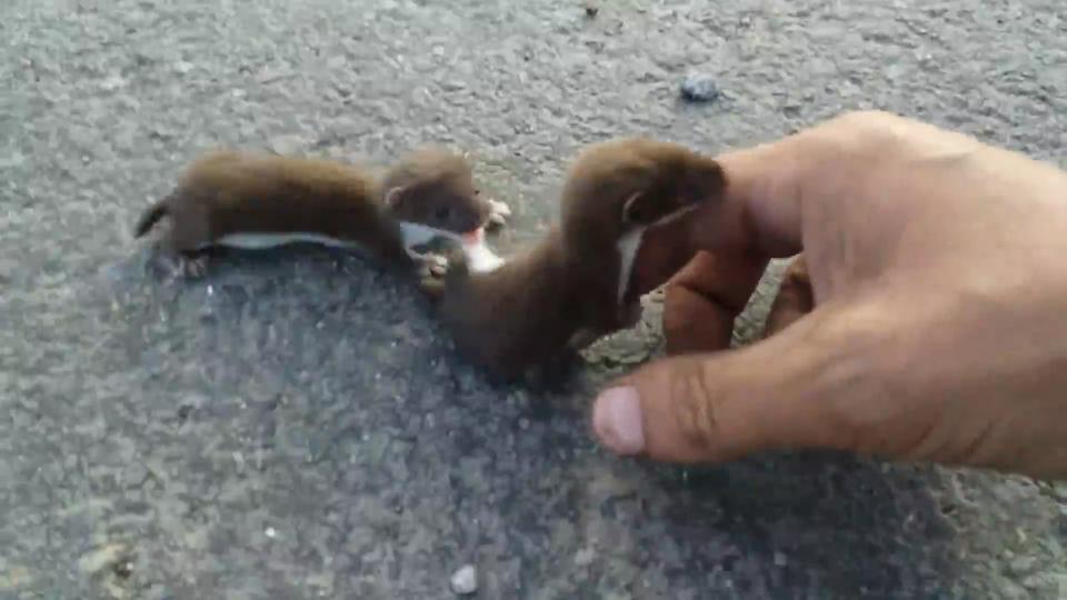 道路を横断する赤ちゃんオコジョ