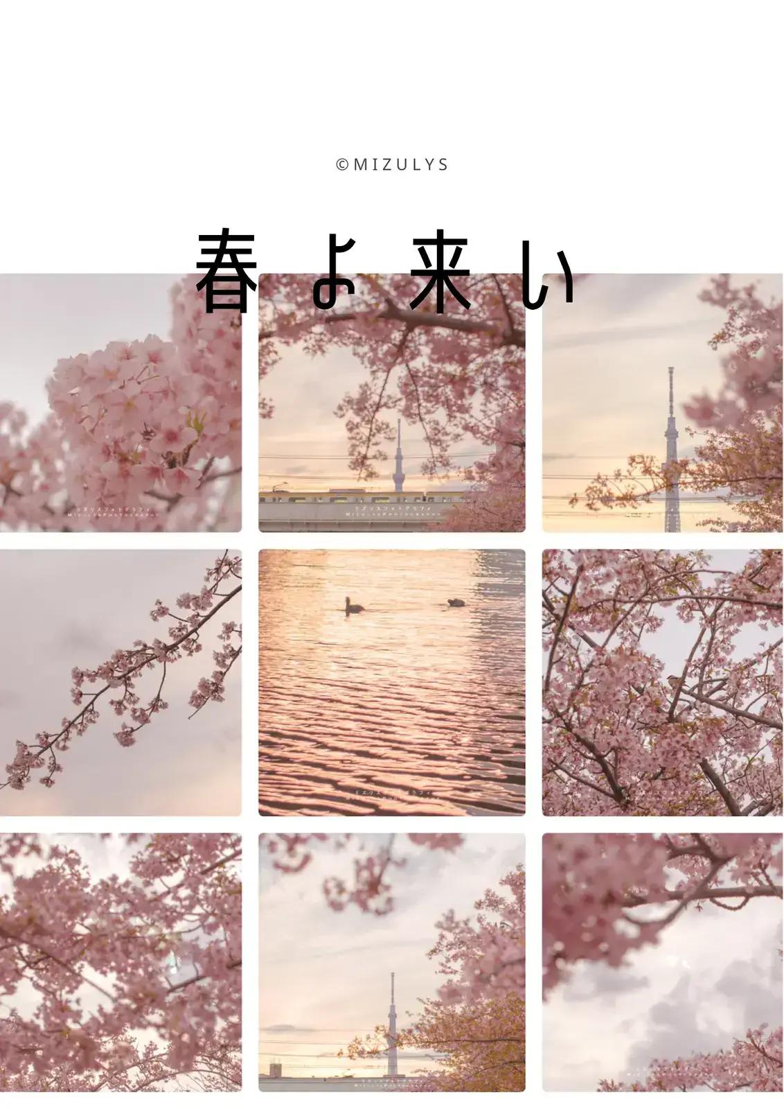 🌸東京スカイツリー×桜のコラボ❣️映えスポット！の画像 (1枚目)