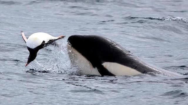 シャチに追われるペンギン 人間のボートに飛び込み生き延びる 動物 シャチに追われるペンギン 人間のボートに飛び込み生き延びる 動物