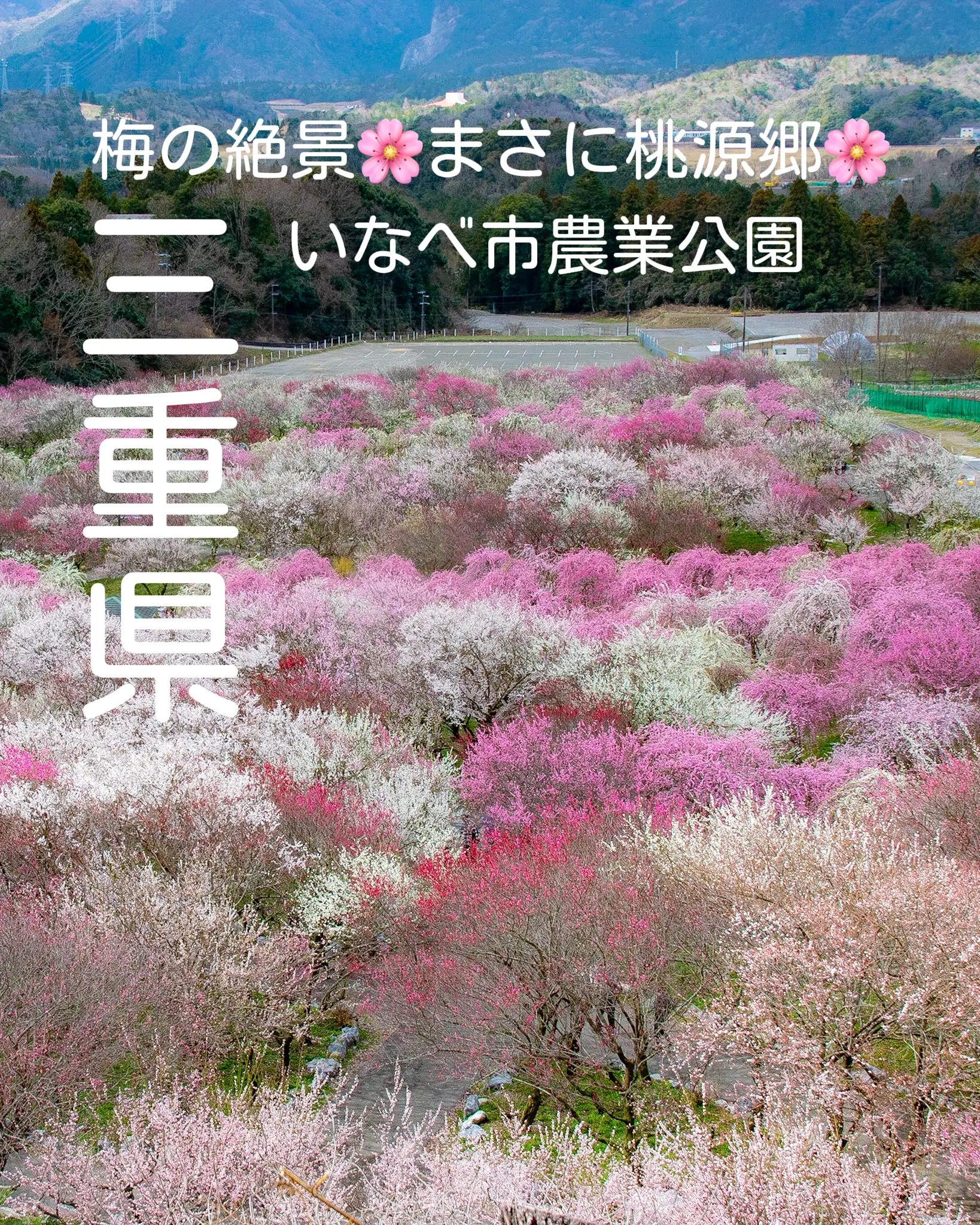 三重県 感動の梅絶景 いなべ市農業公園 Jptravelerspicが投稿したフォトブック Lemon8
