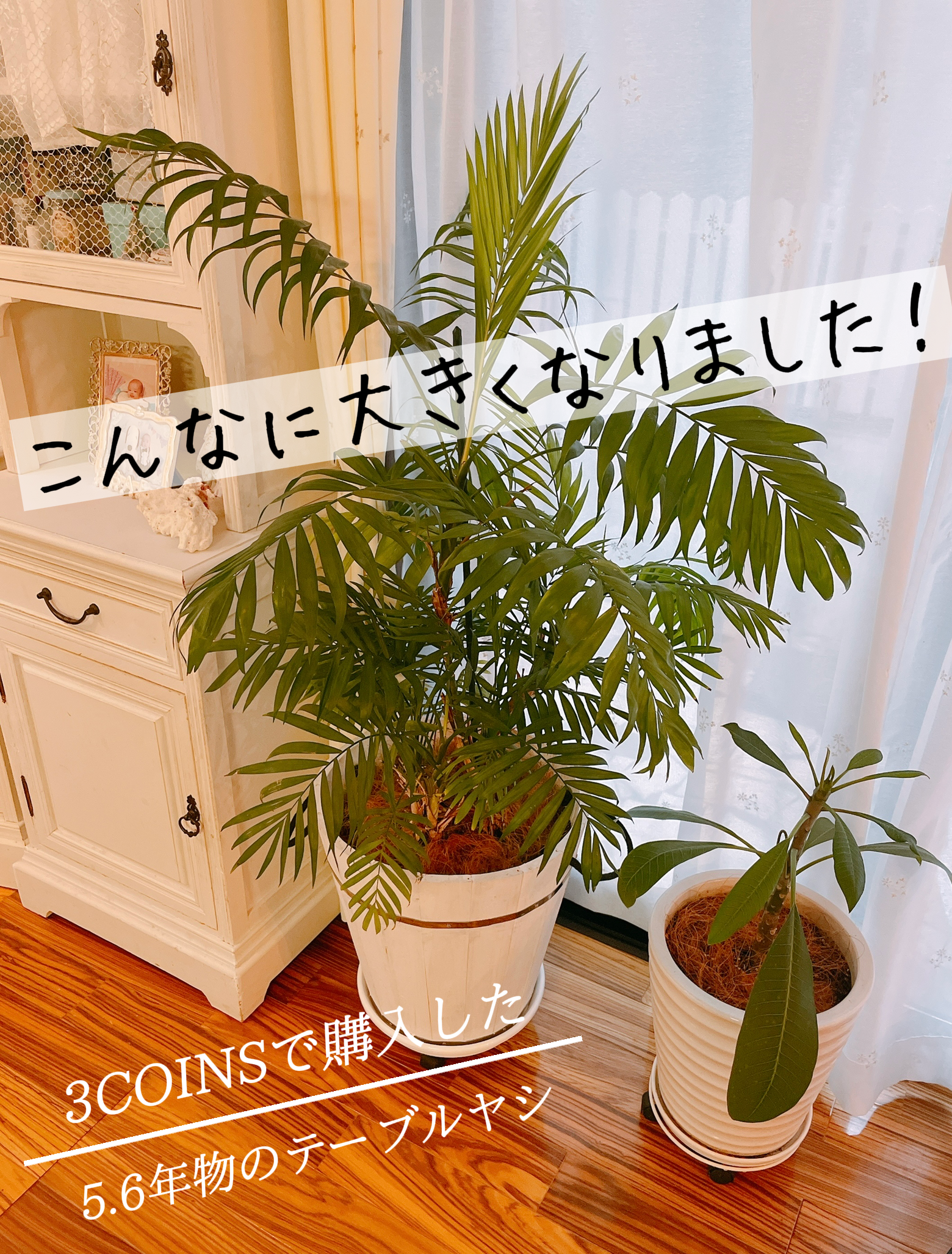 3coinsで購入した テーブルヤシ Lala52が投稿したフォトブック Lemon8