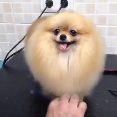 衝撃 犬にストレートパーマをかけた結果が凄かったww