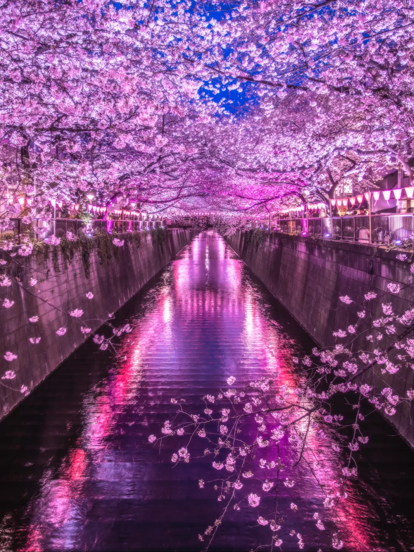 東京のお花見といえばここ 幻想的なライトアップが魅力の目黒川の桜並木 Rinn Hosoeが投稿した記事 Lemon8