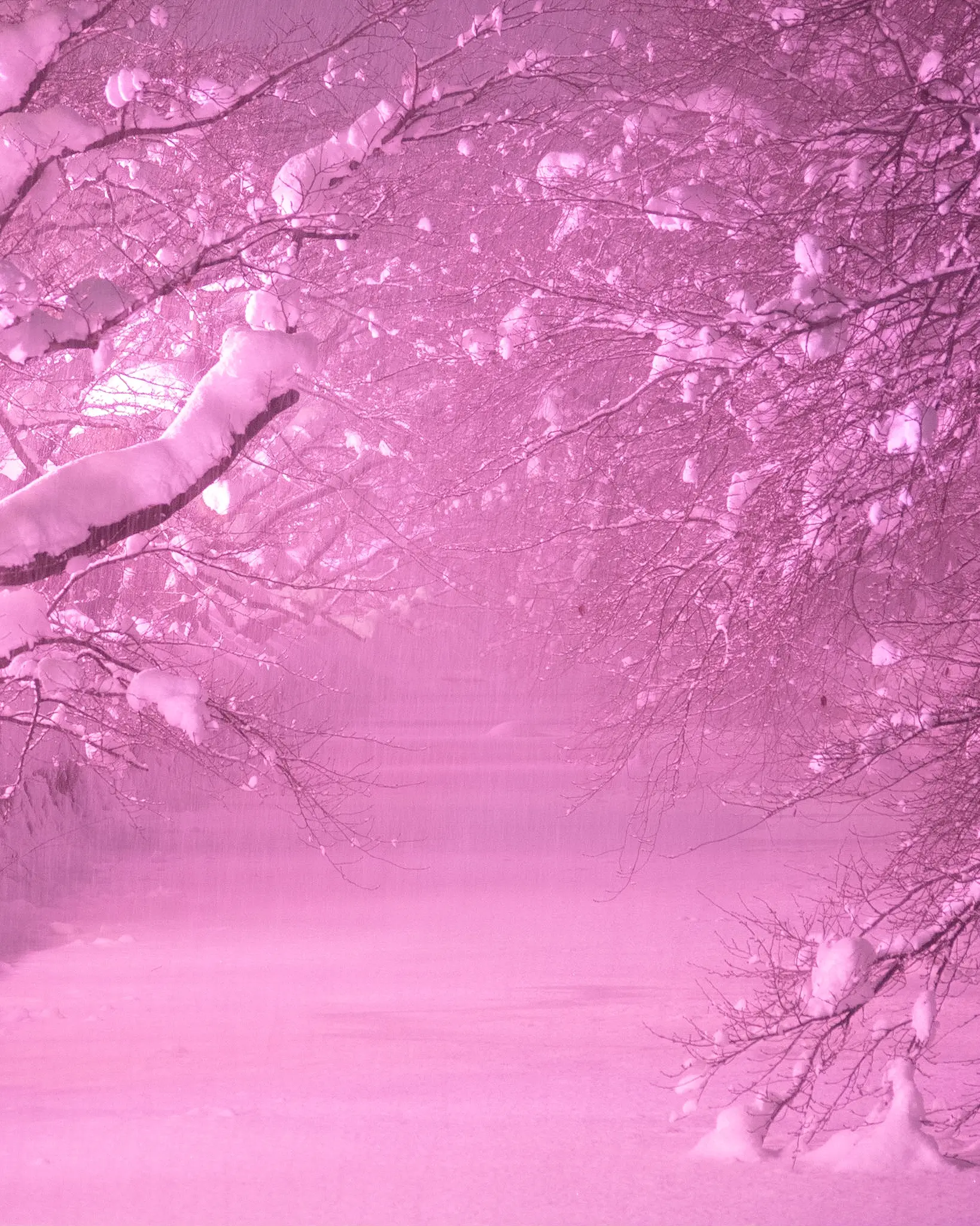 青森県弘前 春が待ち遠しい 冬に咲くさくらライトアップ 弘前城 Jptravelerspicが投稿したフォトブック Lemon8