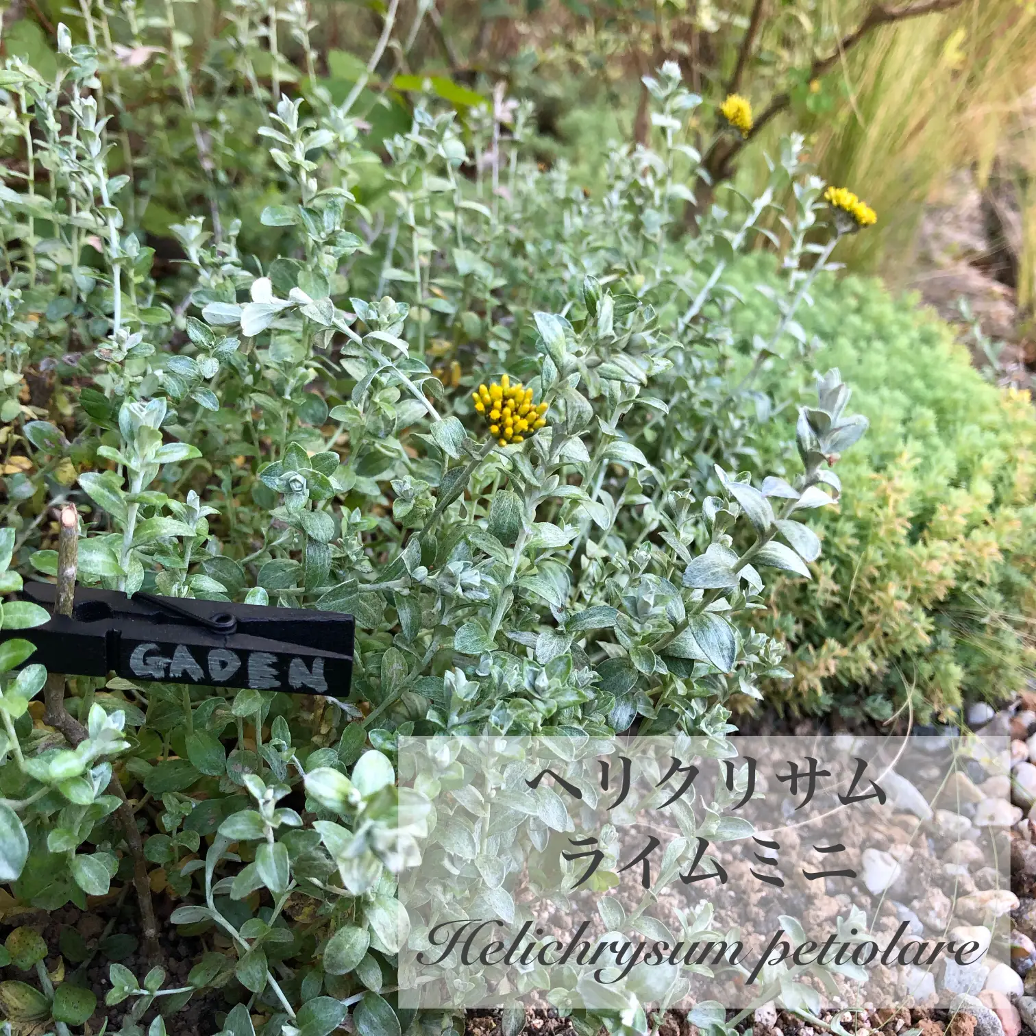 葉も花も極小 ヘリクリサム ライムミニ M Gardenが投稿したフォトブック Lemon8